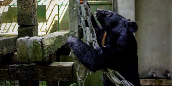 Hunters conservationists join forces to protect Formosan black bear