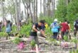 Rejuvenating mangroves tainted by oil spill in Tanjung Tuan