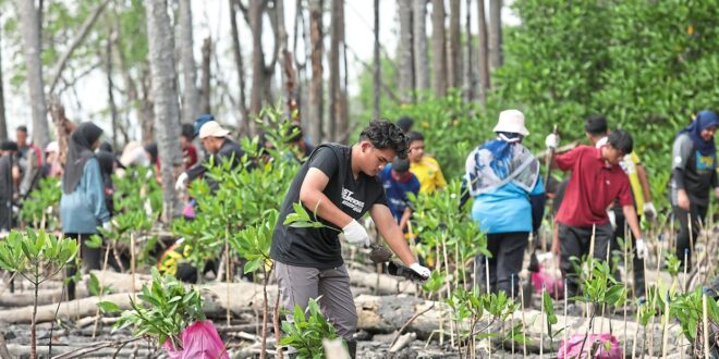 Rejuvenating mangroves tainted by oil spill in Tanjung Tuan