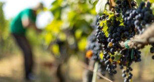 Wine wins crops lose as farmers grapple with record Balkans