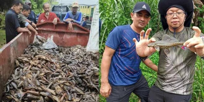 Majority of fish species in Sungai Mambau are invasive says